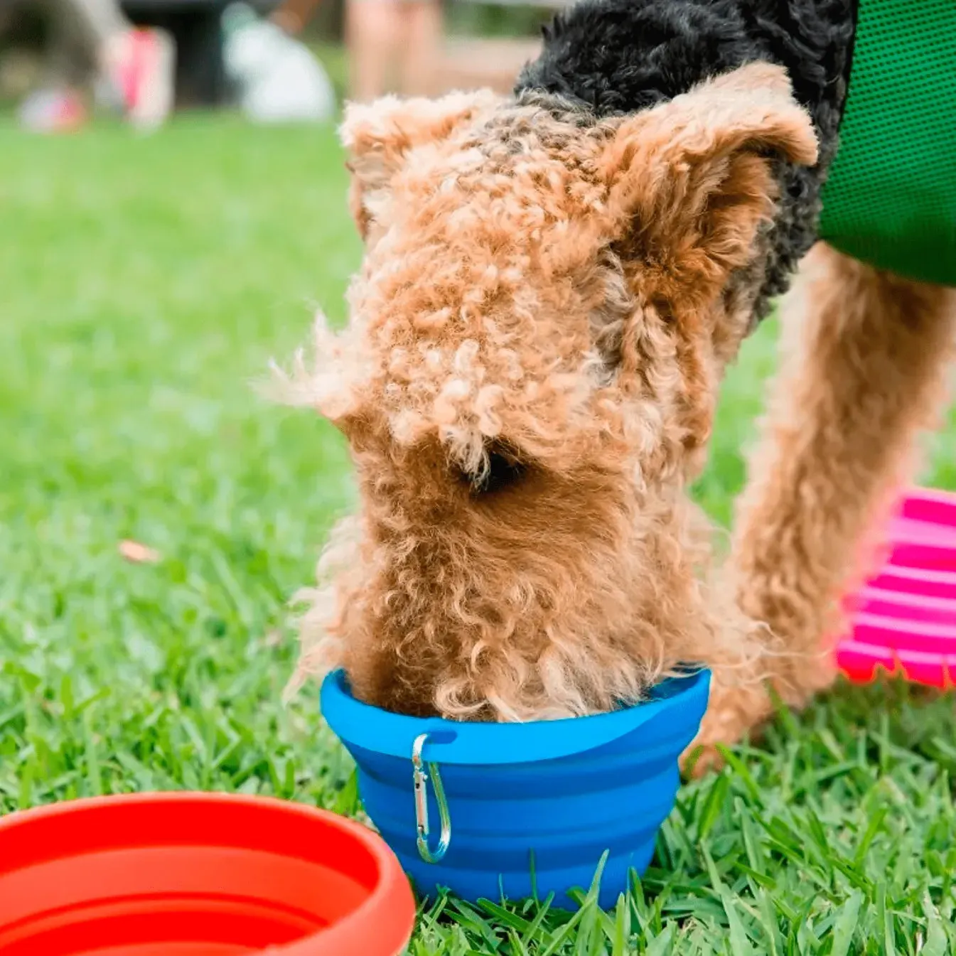 PET BOWL SMALL - Collapsible